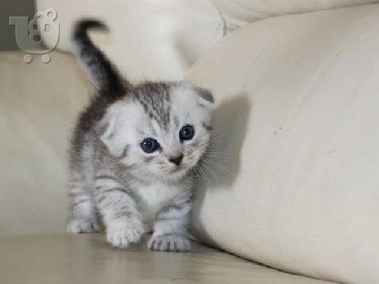 PoulaTo: Maine Coon Kittens προς πώληση